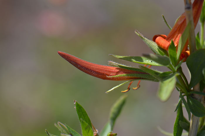 Anisacanthus thurberi, Thurber’s Desert Honeysuckle